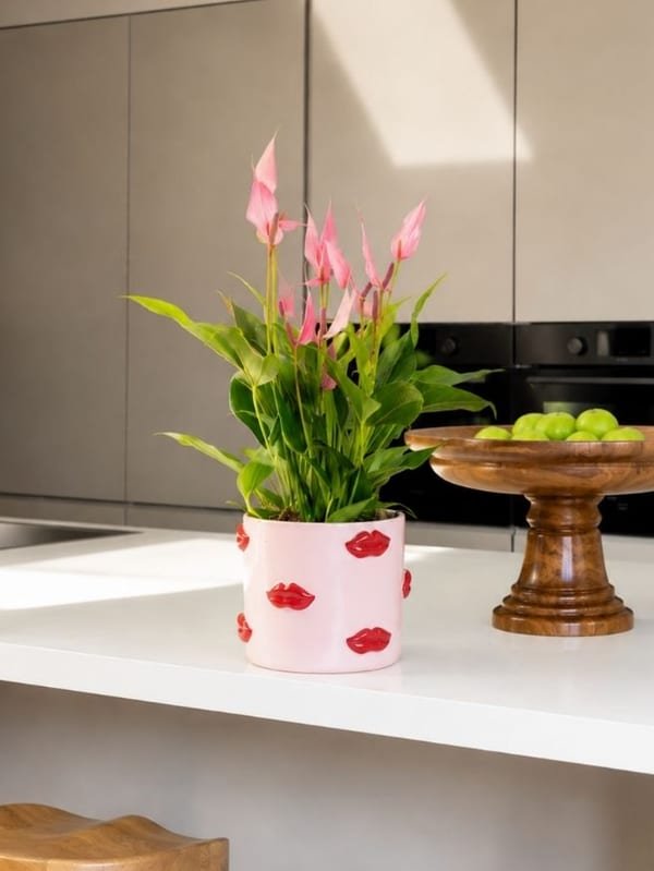 Lily Lovers Ed. — görsel 2