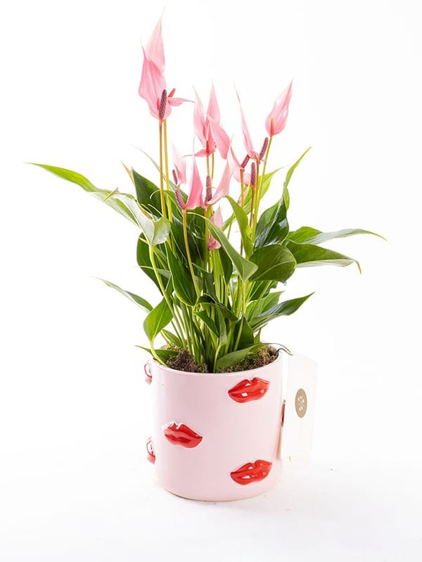 Lily Lovers Ed. — görsel 1