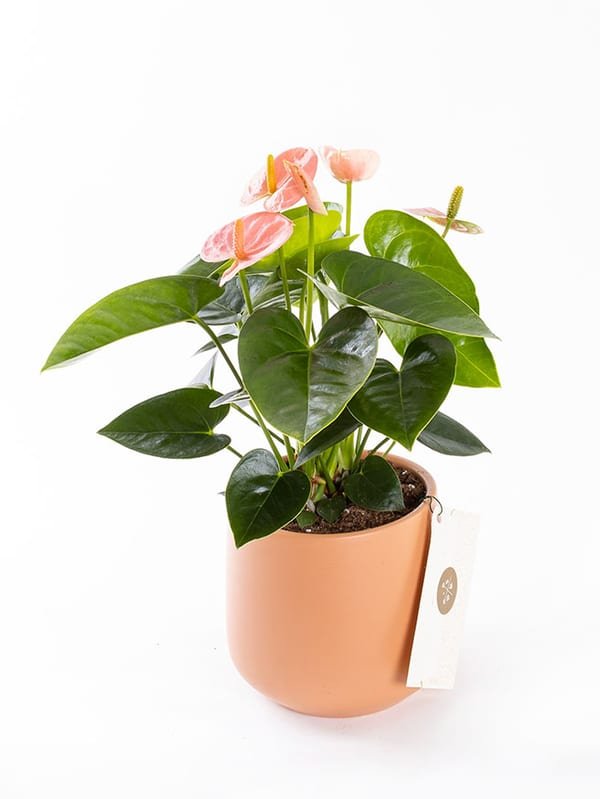 Pinky Toscana — görsel 1