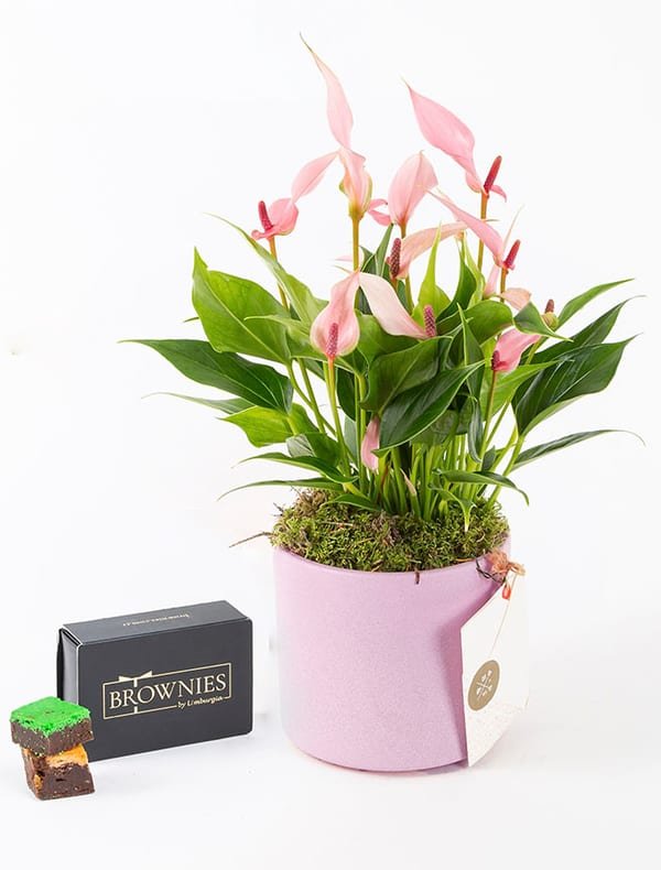 Lily & Brownies Mixbox (6'lı) Bundle — görsel 1