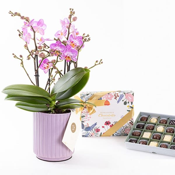 Honeybee & Chocolate (20'li) Bundle — görsel 3