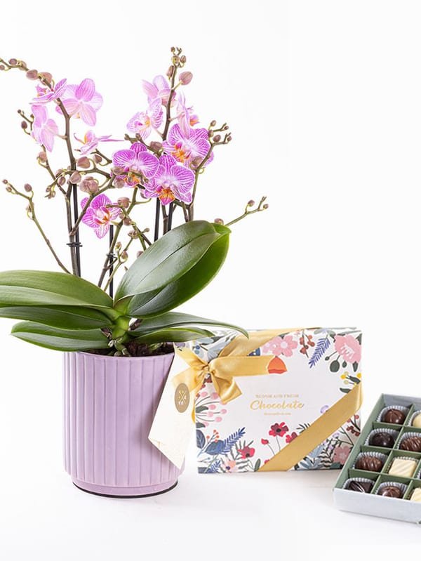 Honeybee & Chocolate (20'li) Bundle — görsel 1