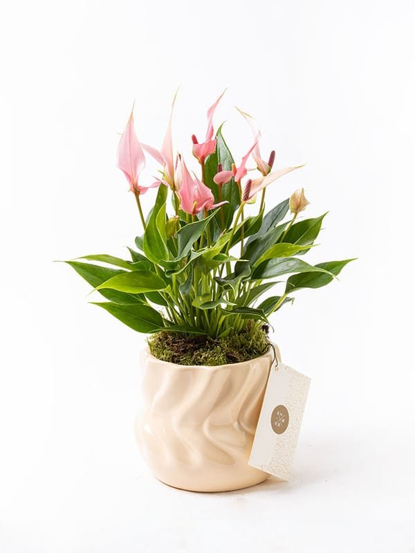 Lily Twister — görsel 1