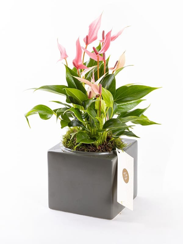 Lily Cubes — görsel 1