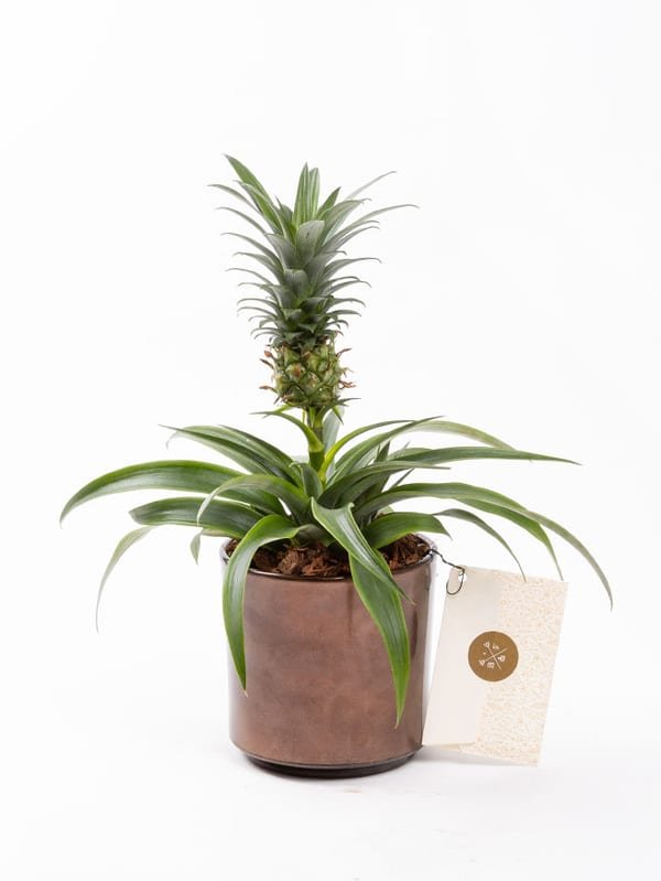 Fineapple — görsel 1