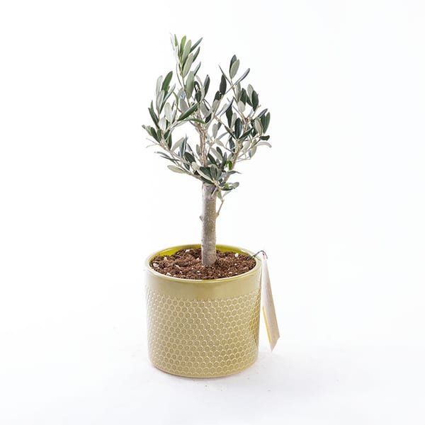Mini Zeytin Ağacı — görsel 4