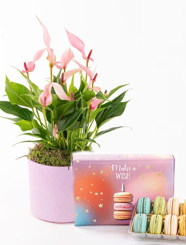Lily & Make a Wish Macarons (12’li) Bundle — görsel 1