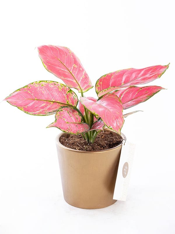 Flamingo Gold — görsel 1