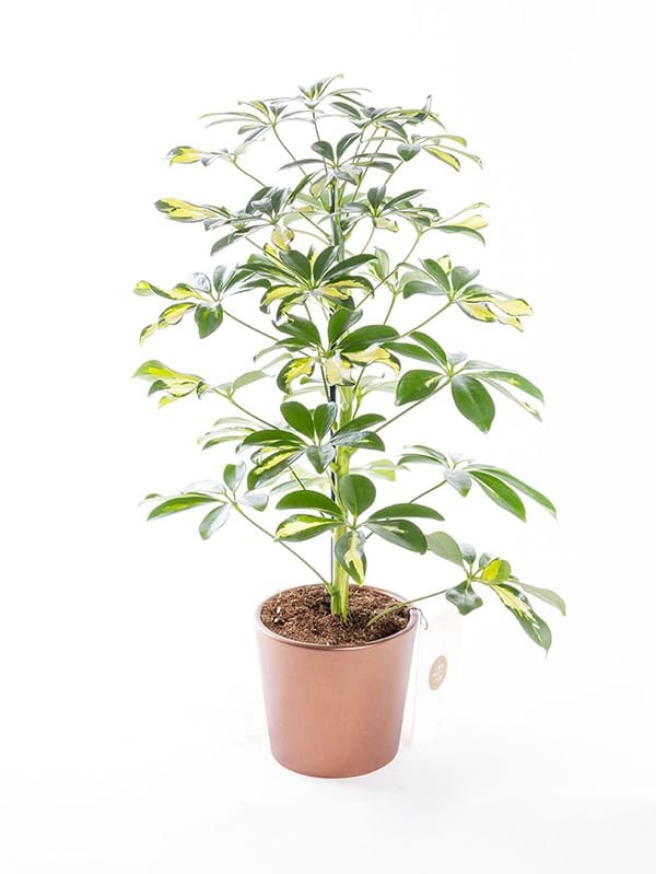 Schefflera — görsel 1