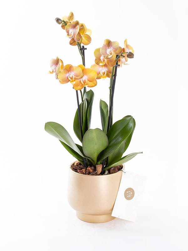 Honey Gold — görsel 1